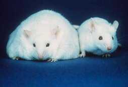 La eficacia de los postbióticos ya ha sido probada en gusanos y ratones.