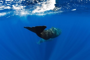 Los cachalotes son mamíferos sociables que se comunican entre sí mediante secuencias de chasquidos.