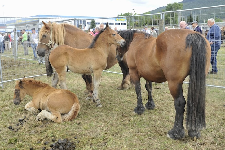 Feria de ganado equino. (Idoia ZABALETA/FOKU)