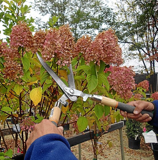 Poda de hortensias | Miradas | 7K - zazpika astekaria