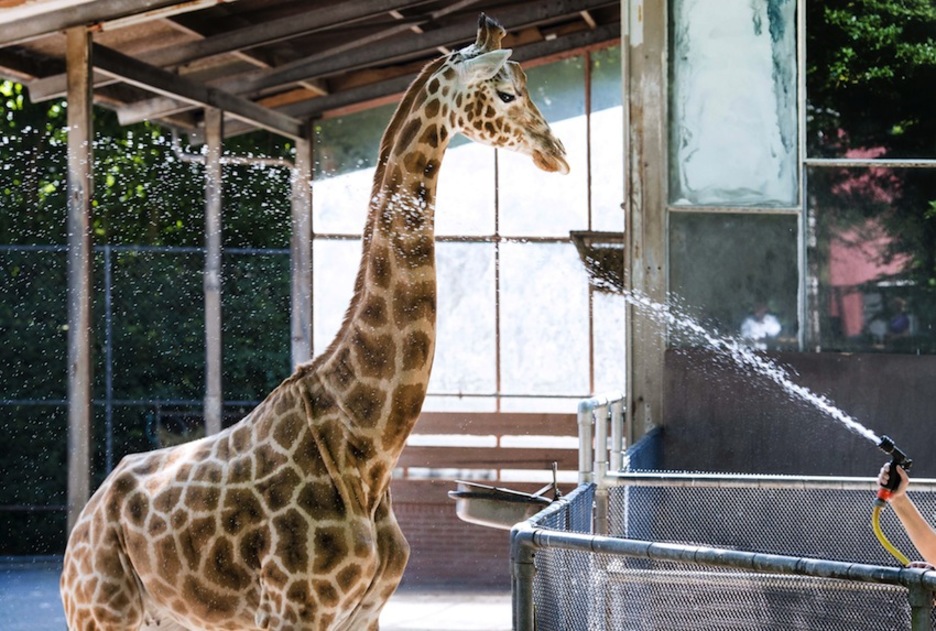 Una persona refresca a una jirafa en el zoológico de Rhenen, en Países Bajos. (Piroschka VAN DE WOUW/AFP)