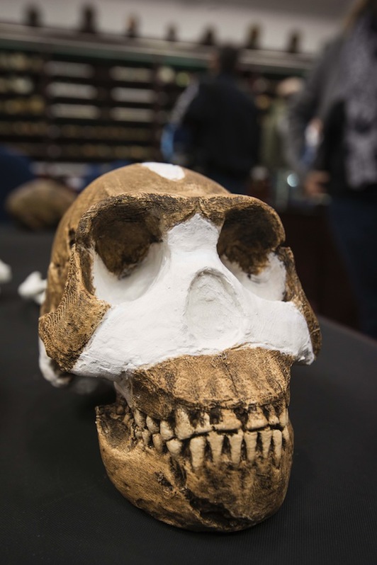 El cráneo del «Homo naledi». (Brett ELOFF/AFP) 