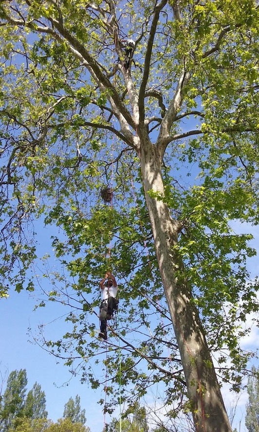 Demostración de trepa por árboles en Arantzadi. (IRUÑEKO UDALA)