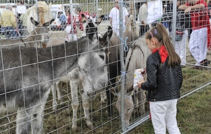 Preparados 144 corrales en el polígono de Agustinos para la feria de ganado equino de San Fermín. (Idoia ZABALETA/FOKU)