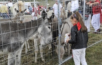 La Feria de Ganado ha reunido 653 cabezas en Agustino. (Idoia ZABALETA/ARGAZKI PRESS)