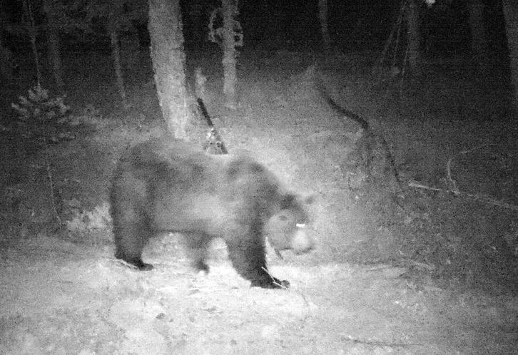 Imagen del oso detectado en Erronkari. (GOBIERNO DE NAFARROA)