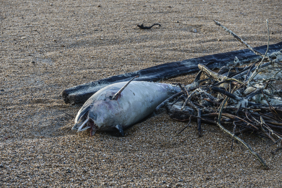 Les vagues, par leur force, ont fait au moins une victime. Ce dauphin a été découvert mort sur la plage de Boucau. ©Isabelle MIQUELESTORENA 
