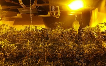 Imagen de las plantas de marihuana encontradas durante los arrestos. (POLICÍA FORAL)