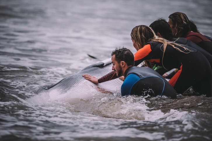 Los surfistas unieron sus fuerzas para ayudar a la ballena (@ekaitZilarmendi)