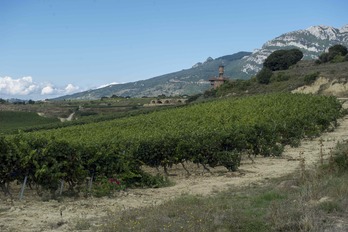 Viñedos en Rioja Alavesa. (Juanan RUIZ/ARGAZKI PRESS)