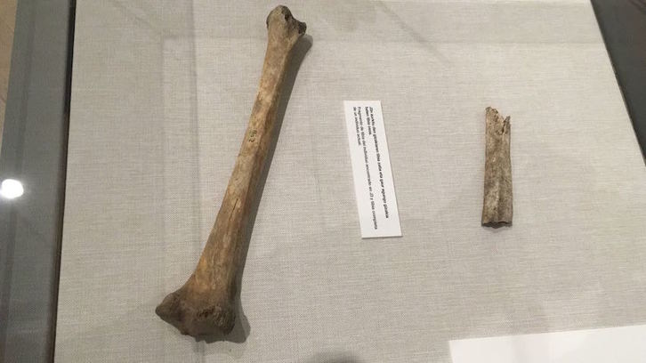 Duela 8.000 urteko tibia zati bat; ondoan, gaur egungo gizakiaren tibia bat. (Gotzon ARANBURU)