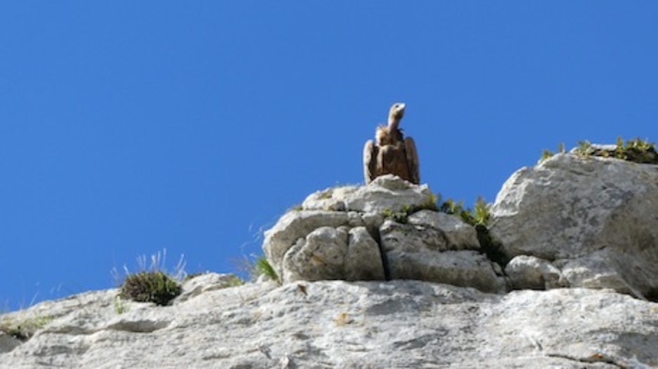 Uno de los habituales buitres de la zona, posado en una roca. (Iñaki VIGOR)