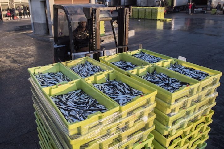 Descarga de anchoas en el puerto de Ondarroa. (Gorka RUBIO / FOKU)