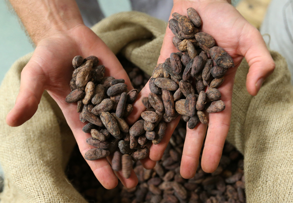 Cazenave est l’une des trois seules chocolateries du Pays Basque Nord à travailler à partir de la fève de cacao. © Bob EDME