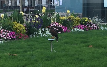 Una de las aves rapaces que se están utilizando para espantar a las palomas de la plaza del Castillo.