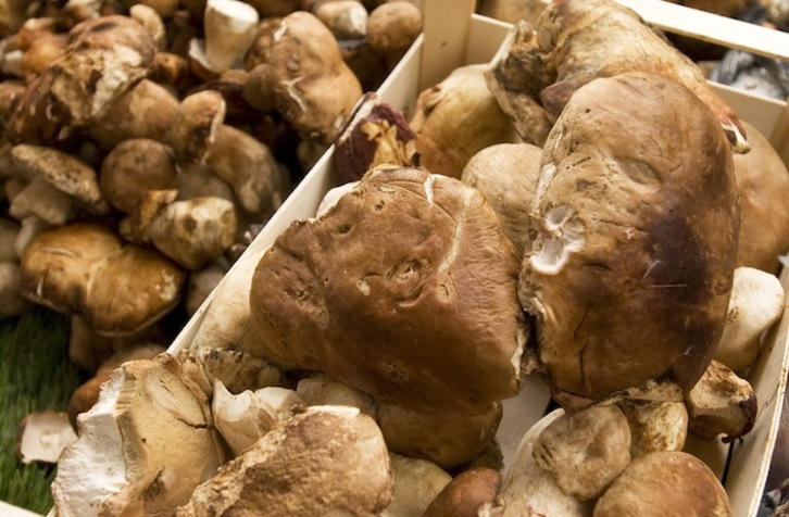 Une cueillette de champignons sous la pluie 