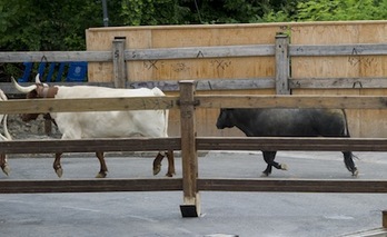 En 2015, el toro Curioso también realizó el encierrrillo al revés al regresar a los corrales en el encierro. (Iñigo URIZ/FOKU)