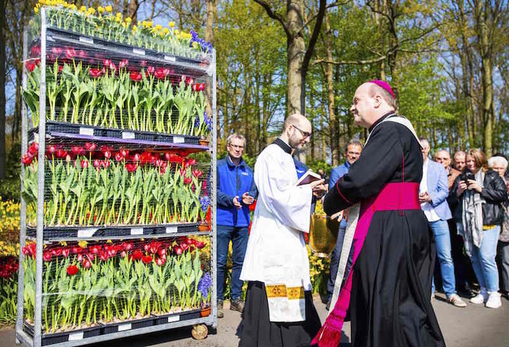 El opispo de Rotterdam, Hans van de Hende, bendice los tulipanes antes de ser llevados al Vaticano. (Piroschka VAN DE WOUW/AFP)