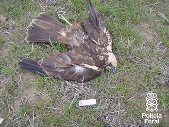 Una de las rapaces envenenadas. (Policía Foral)