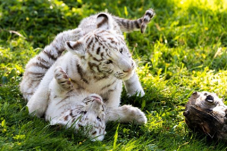 Nacen dos crías de tigre blanco en el parque Sendaviva. (Sendaviva)