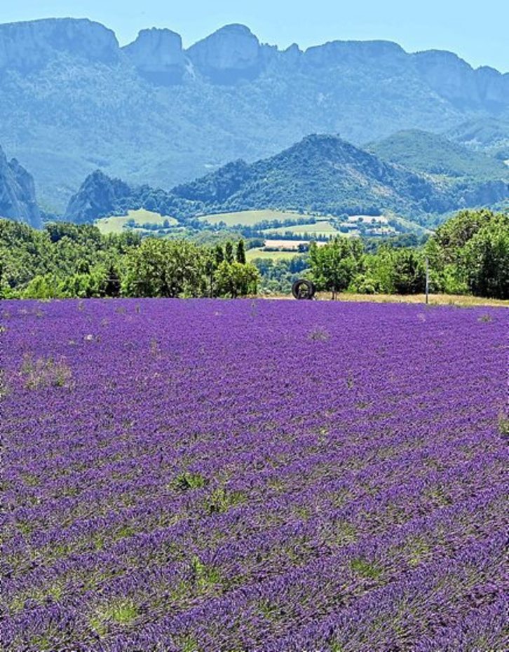 El cultivo de lavanda, un nuevo Eldorado para los agricultores franceses |  Ekonomia | GARA Euskal Herriko egunkaria