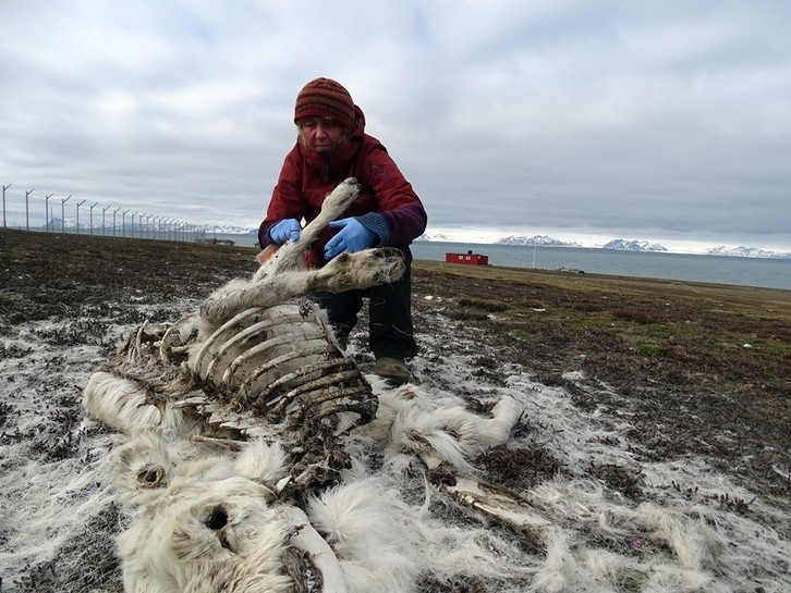 El Instituto Polar de Noruega ha registrado este verano cerca de 200 cadáveres de ciervo. (AFP)