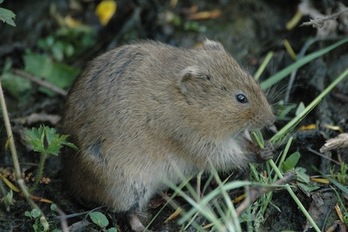 Ejemplar de rata de agua, especie de la que se ha detectado una colonia en el lago de Mendillorri. (AYUNTAMIENTO DE IRUÑEA)