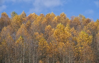 Más de la mitad de la superficie de Araba, Bizkaia y Gipuzkoa es forestal. (Jon URBE | FOKU)