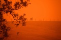 Australia_incendios