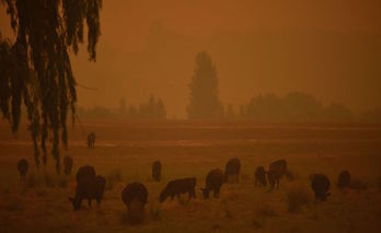 Ganado pastando entre cielos enrojecidos por los incendios en Australia (Peter PARKS/AFP)