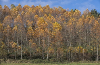 Imagen otoñal de un bosque en Nafarroa. (Jon URBE / FOKU)