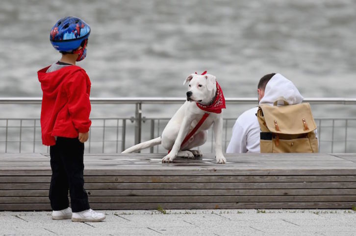 Un niño mira a un perro en Nueva York. (Angela WEISS/AFP)