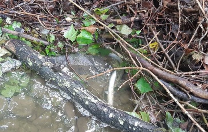 Una anguila muerta en Arkaitzerreka tras el vertido de amoniaco desde la incineradora de Zubieta. (@AgurtzaneSola)