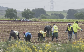 Trabajadores del campo, en la imagen Trabajadores de Floret sin proteccion en el campo de Villafranca (Jagoba MANTEROLA/FOKU)