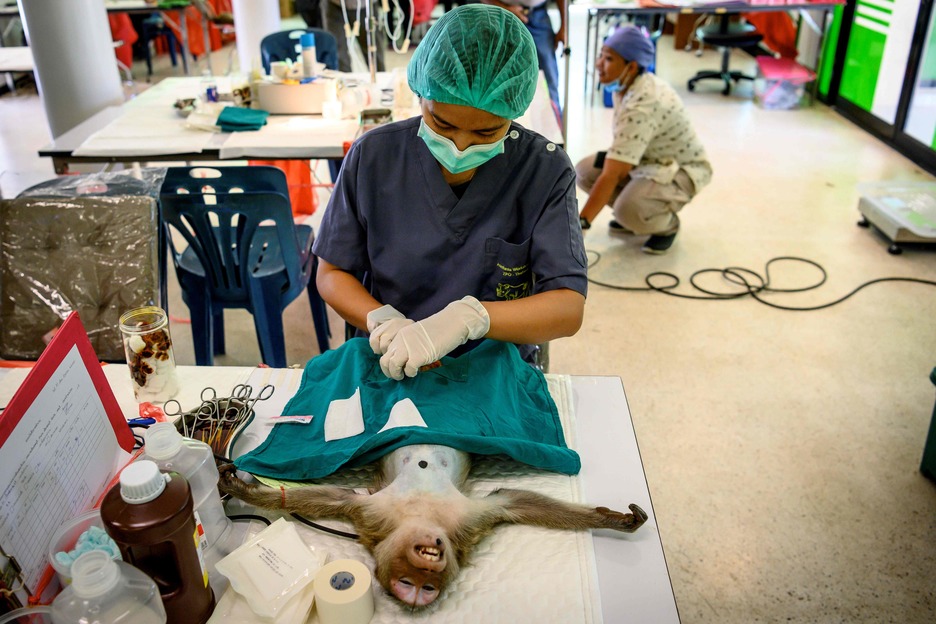 Agintariek esterilizazio kanpaina abiatu dute. (Mladen Antonov/AFP)