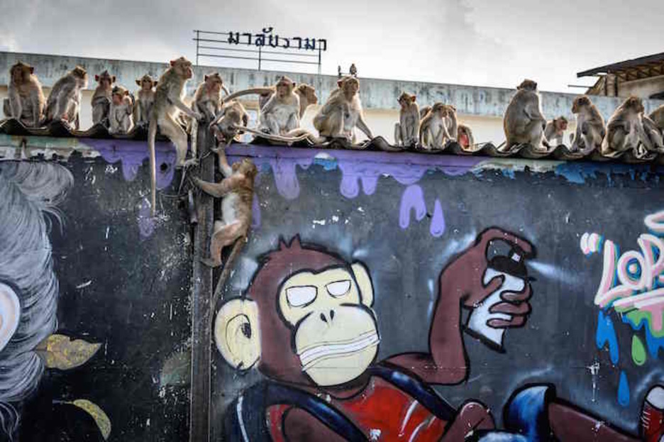Tximino baten grafitia eta hezur-haragizko primate talde bat. (Mladen ANTONOV/AFP)
