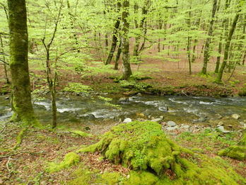 Los troncos procedentes de bosques de Esteribar y Ultzama bajan hasta Iruñea por el cauce los ríos Arga y Ultzama. (FOTOGRAFÍAS: Iñaki VIGOR)