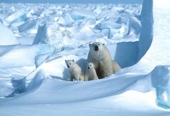 Osos polares en la región ártica de Alaska. (Steven C. AMSTRUP/AFP)
