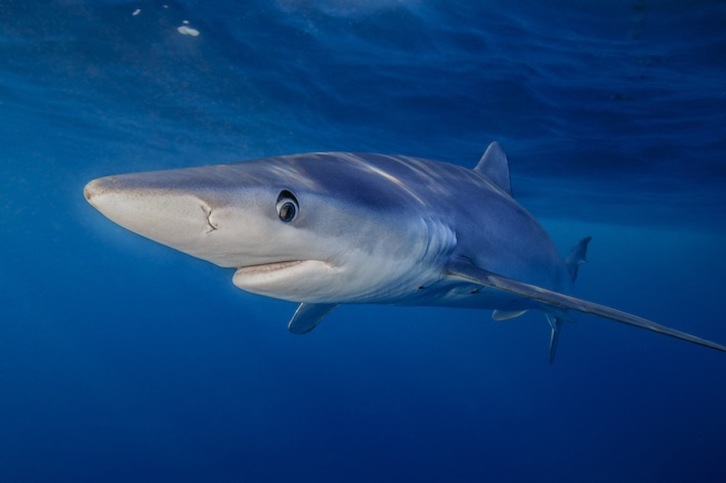 Un tiburón tintorera como el que supuestamente han avistado en la playa de La Concha. (GETTY IMAGES)