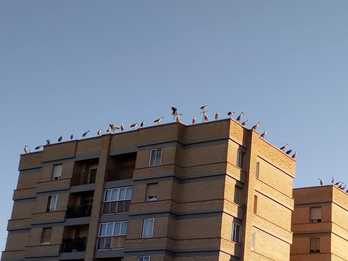 Cigüeñas en lo alto de un edificio en Barañain, en una de las fotografías que circula. 