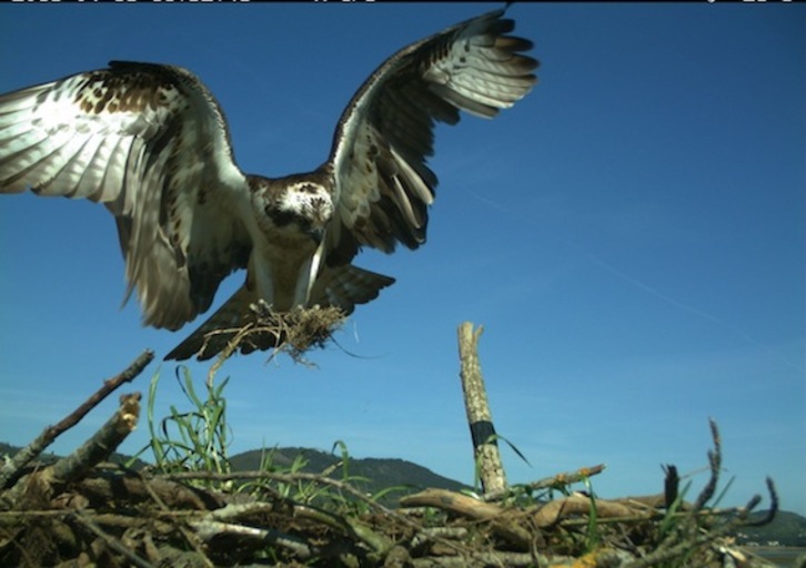 Arrano arrantzalea. (Urdaibai Bird Center)