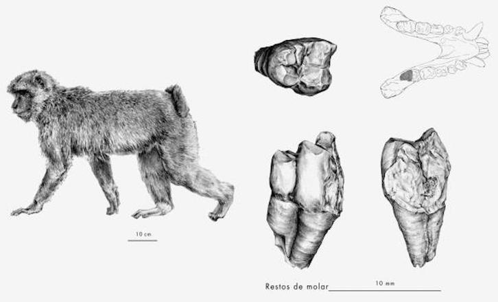 Reconstrucción y dibujos del fragmento de tercer molar inferior derecho de macaco de Berbería (Macaca sylvanus) hallado en Koskobilo. (UPV/EHU)