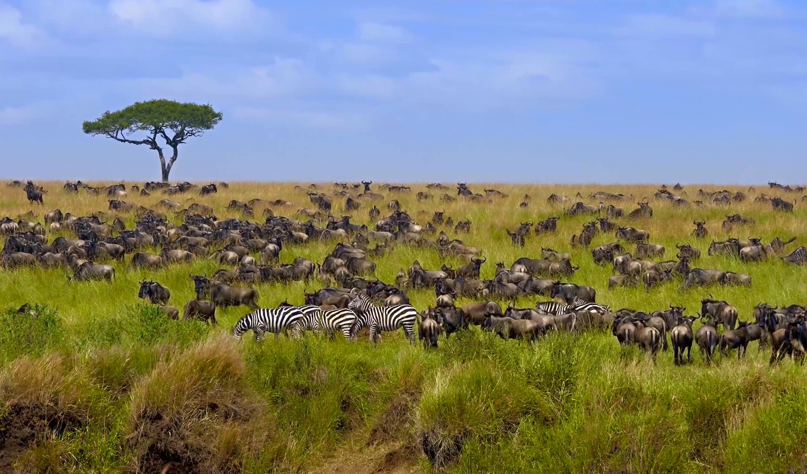 Serengeti: la gran migración | Bidaiak | GAIAK