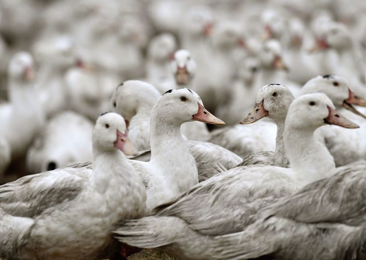 La densidad de criaderos de aves es muy elevada en esta zona. (Georges GOBET/AFP)