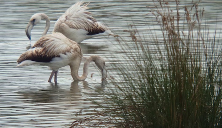 Flamenkoak, Urdaibaiko paduretan. (Urdaibai Bird Center)