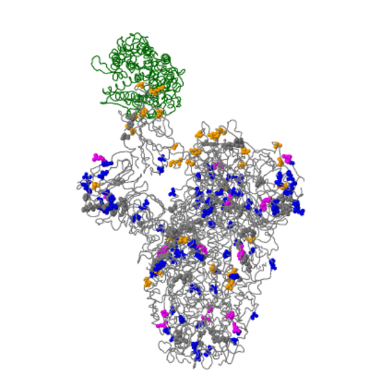 Diagrama de Gisaid de una proteína S con las mutaciones Doug, Nelly y Erick. 