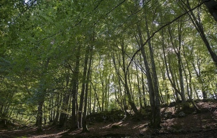 Urbiako basoak, irudian. (Juan Carlos RUIZ/FOKU)