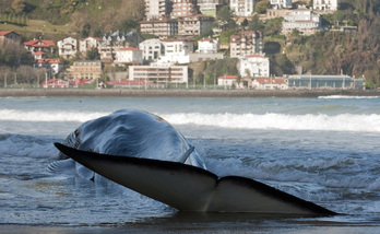 Imagen de una ballena varada en Ondarreta en 2012. (Juan Carlos RUIZ | FOKU)