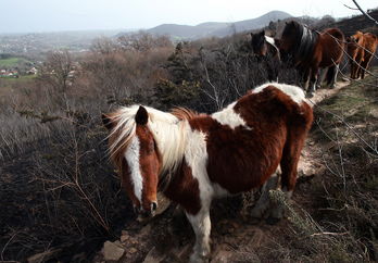 Les animaux vivant à la Rhune se retrouvent dans un environnement hostile. © Bob EDME