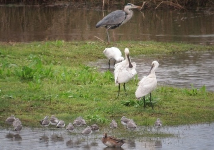 Hegazti espezie ezberdinak paduran. (Urdaibai Bird Center)